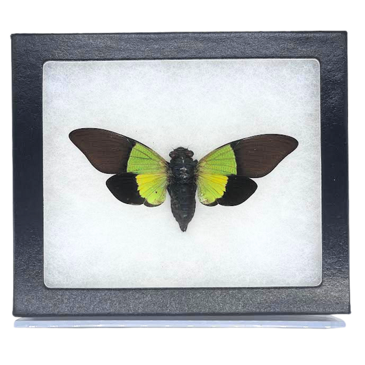 Limited Edition Riker Mounted Green Leaf Cicada