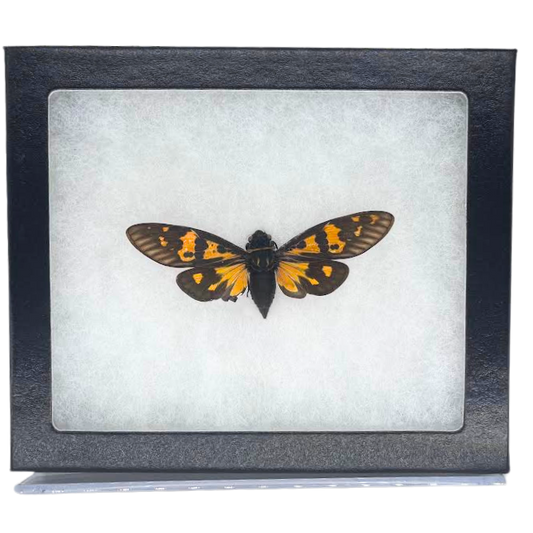 Limited Edition Riker Mounted Butterfly Cicada